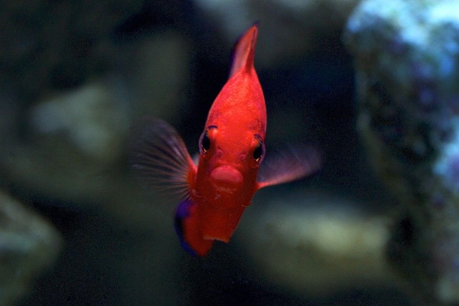 Centropyge Loricula 5