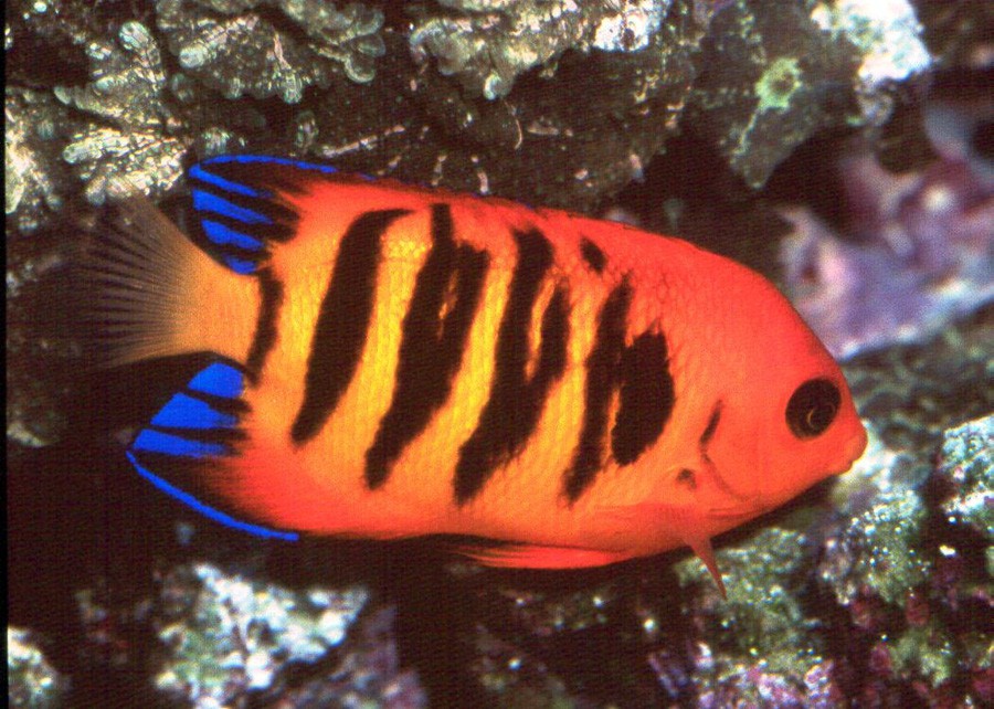 Centropyge Loricula 6