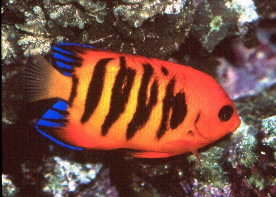 Centropyge Loricula 6