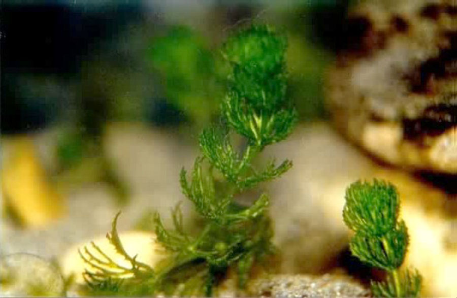 Ceratophyllym Demersum 2