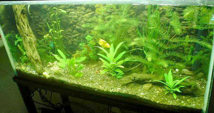 Ceratophyllym Demersum 5