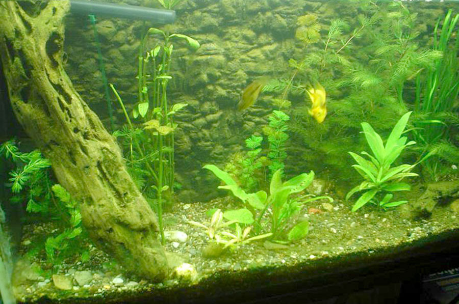 Ceratophyllym Demersum 6