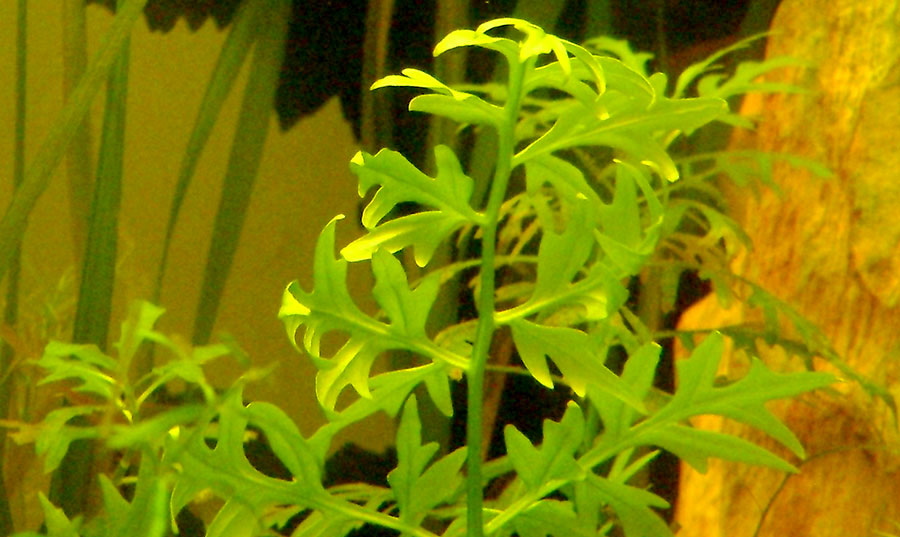Ceratopteris Pteridioides 4