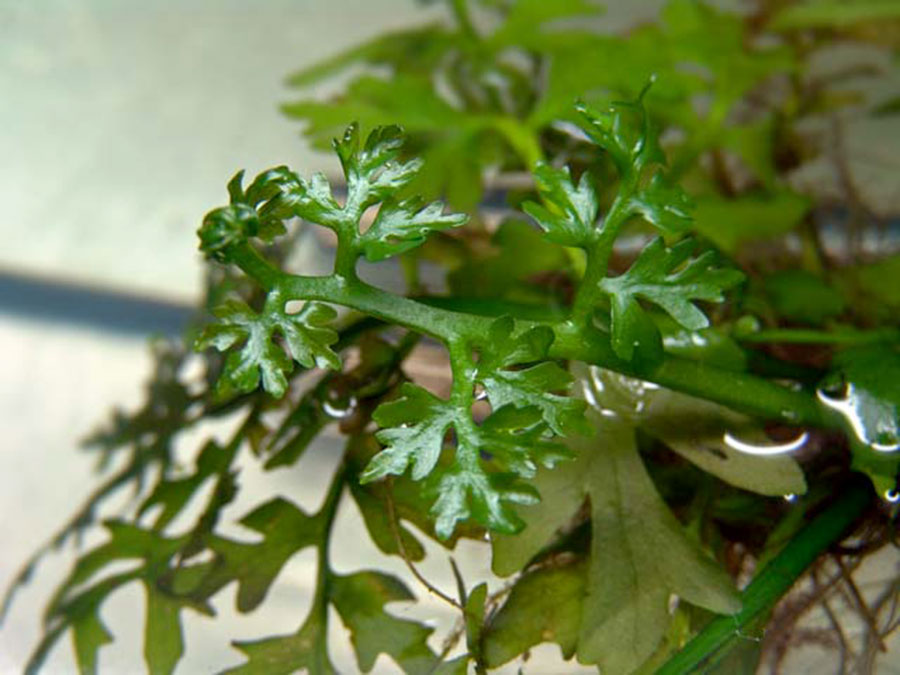 Ceratopteris Pteridioides 6