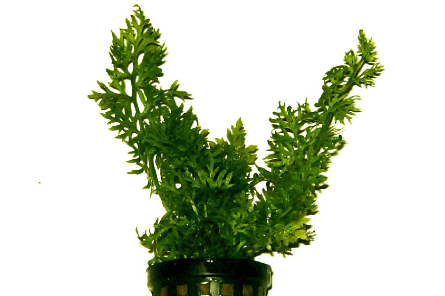 Ceratopteris Thalictroides 2