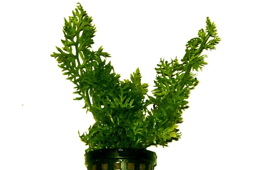 Ceratopteris Thalictroides 2