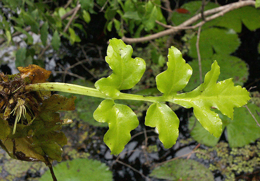 Ceratopteris Thalictroides 3