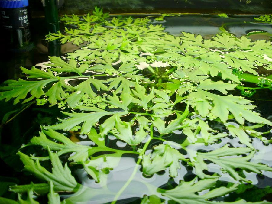 Ceratopteris Thalictroides 4