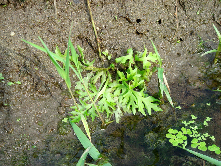 Ceratopteris Thalictroides 5