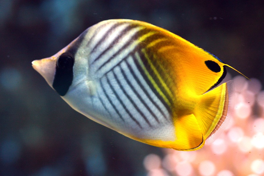 Chaetodon Auriga 2