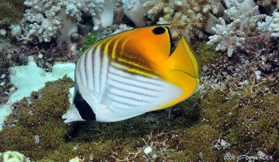 Chaetodon Auriga 3