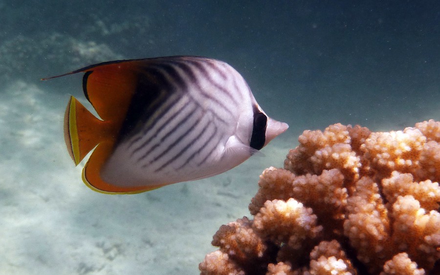 Chaetodon Auriga 4