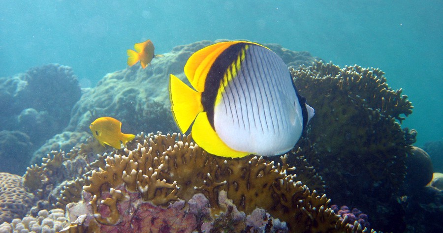 Chaetodon Auriga 5