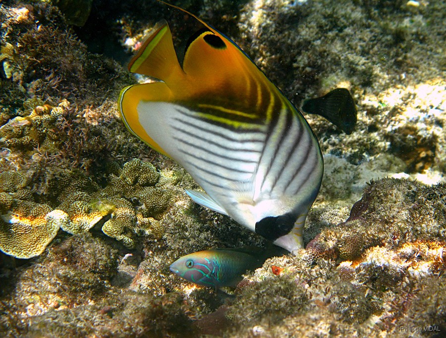 Chaetodon Auriga 6