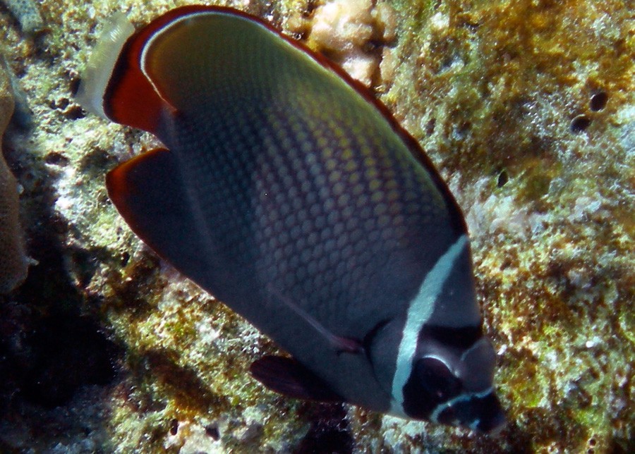 Chaetodon Collare 2