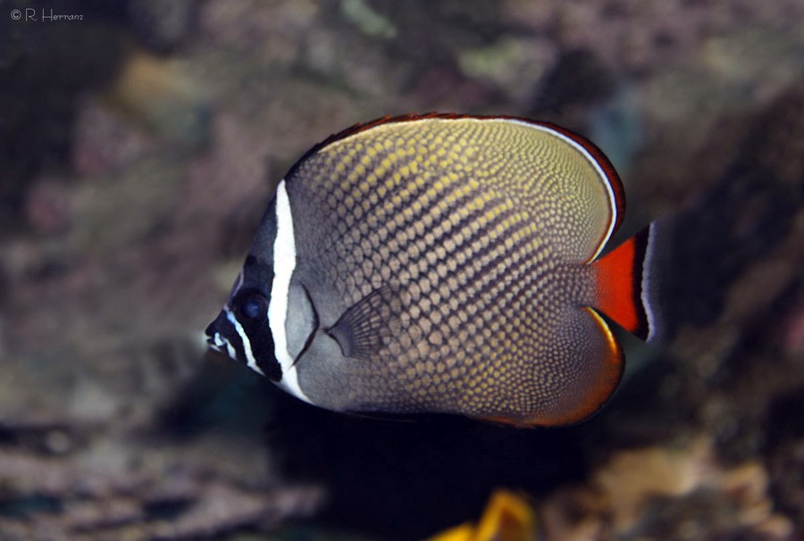 Chaetodon Collare 3