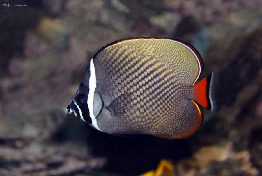 Chaetodon Collare 3