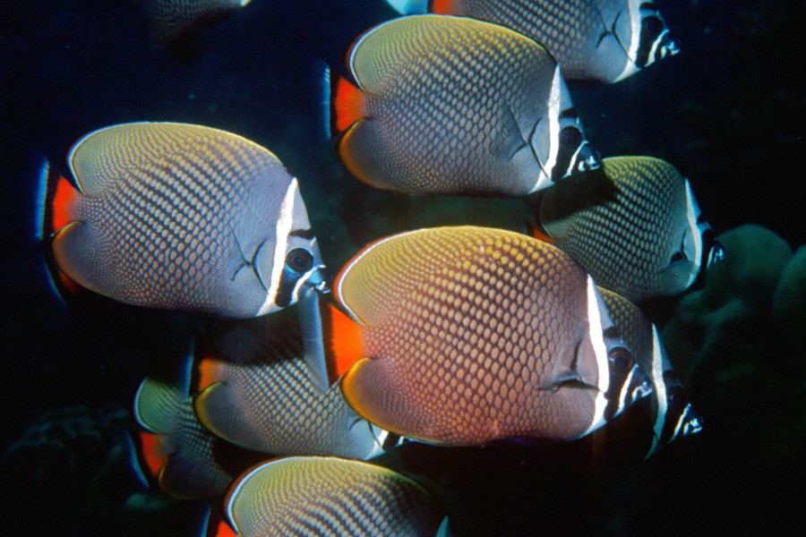 Chaetodon Collare 4