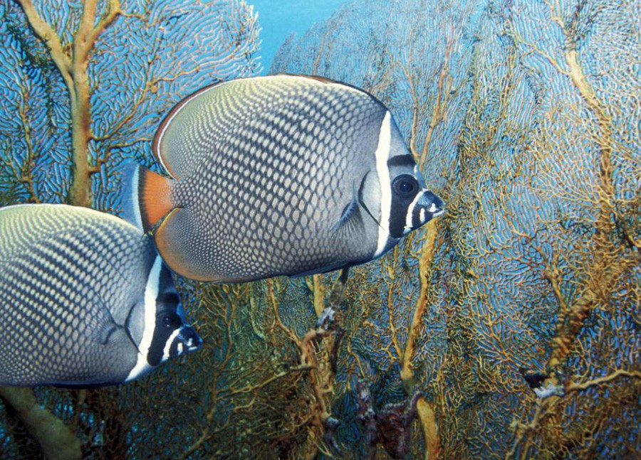 Chaetodon Collare 5