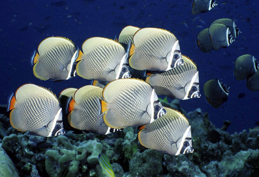 Chaetodon Collare 6
