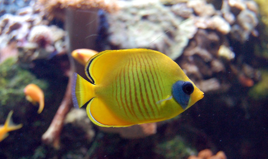 Chaetodon Semilarvatus 2