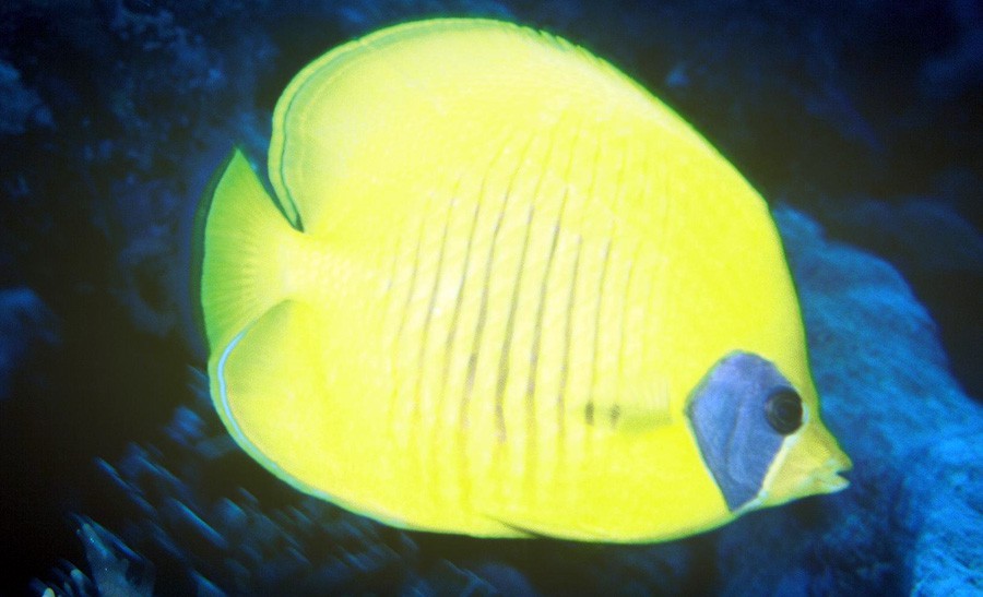 Chaetodon Semilarvatus 3