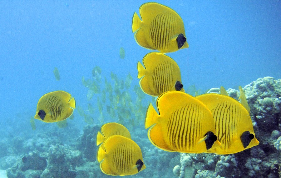 Chaetodon Semilarvatus 4