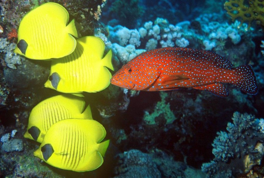 Chaetodon Semilarvatus 5
