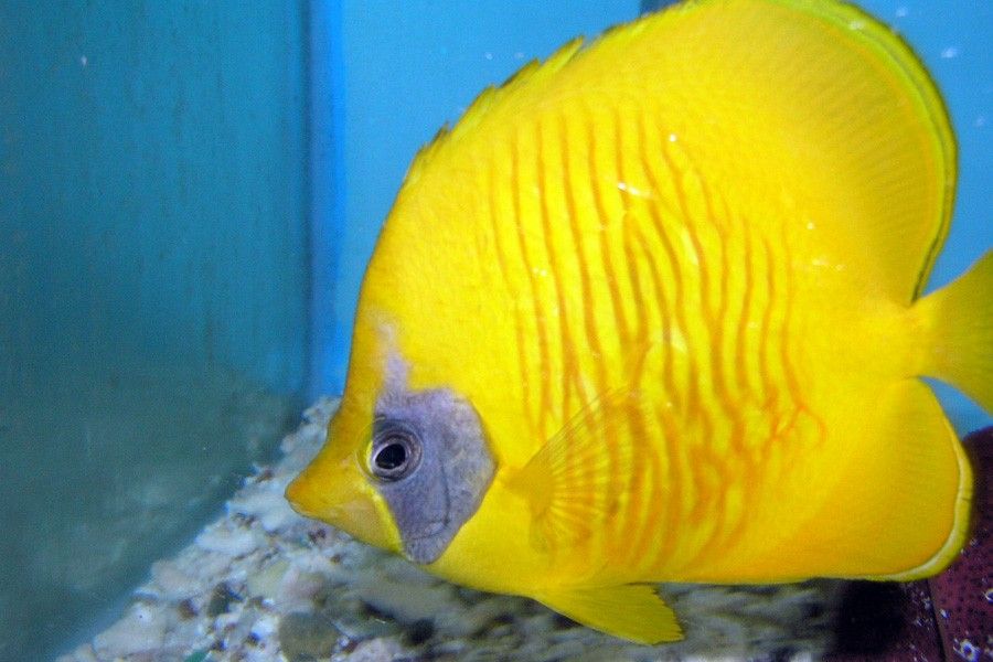 Chaetodon Semilarvatus 6