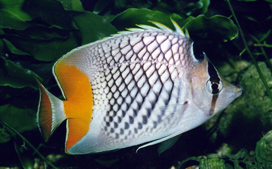 Chaetodon Xanthurus 2