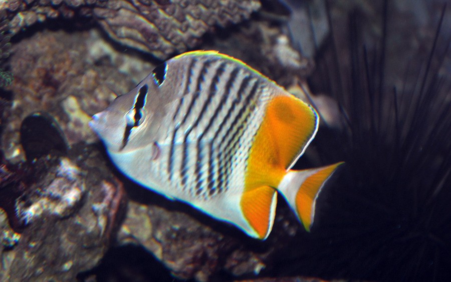 Chaetodon Xanthurus 3