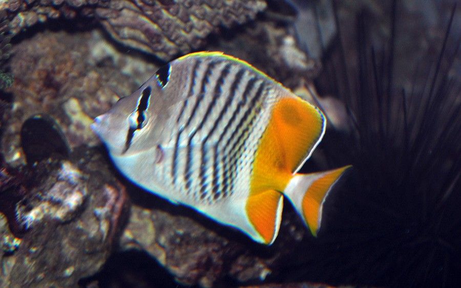 Chaetodon Xanthurus 3