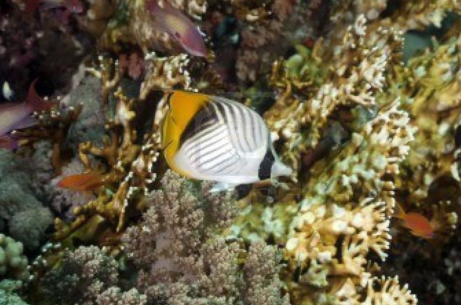 Chaetodon Xanthurus 4