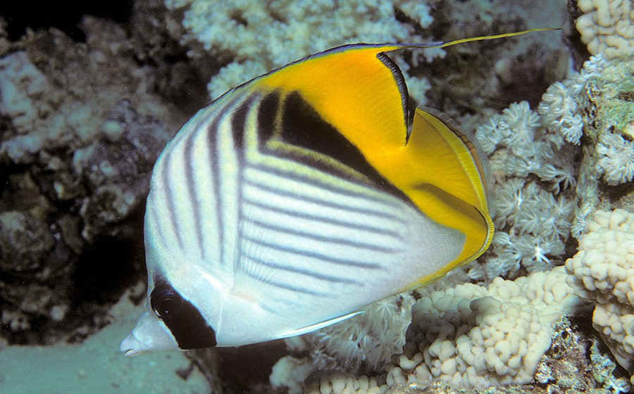 Chaetodon Xanthurus 5