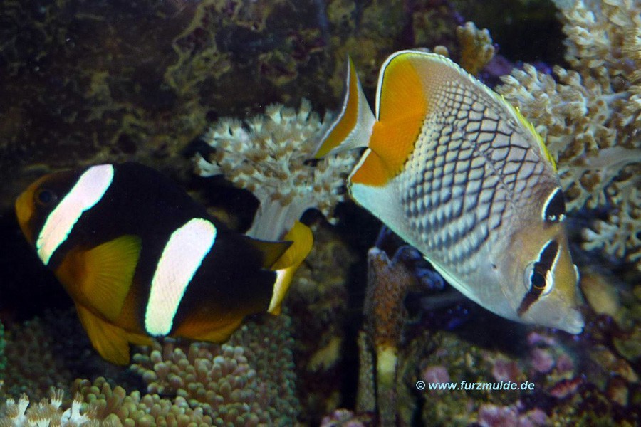 Chaetodon Xanthurus 6