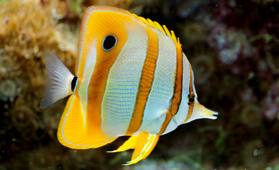 Pez Mariposa de Nariz Alargada