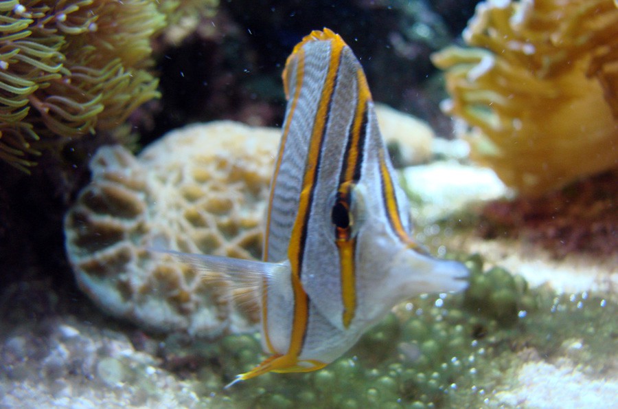 Chelmon Rostratus 5