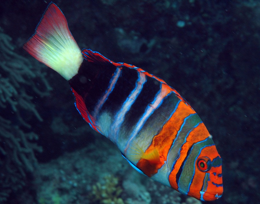 Choerodon Fasciatus 2