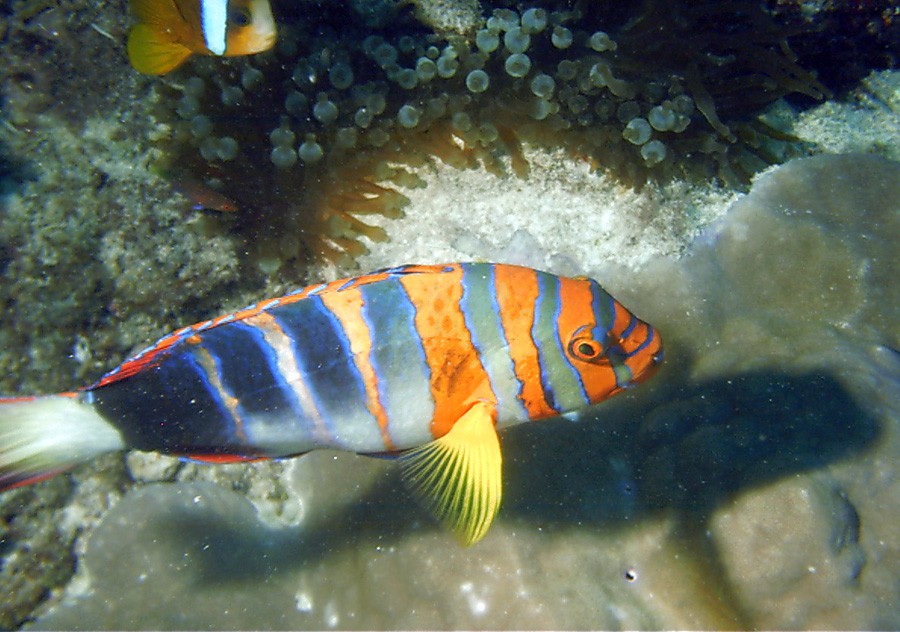Choerodon Fasciatus 3