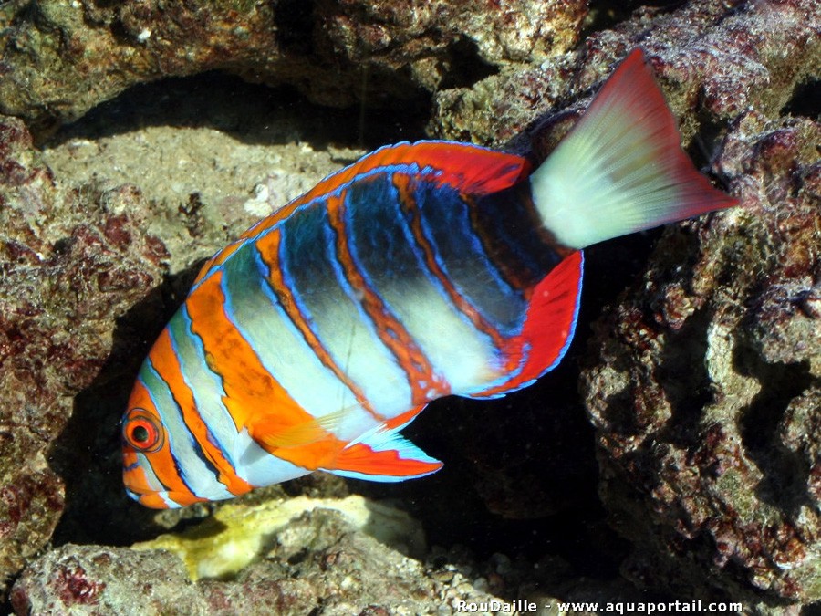 Choerodon Fasciatus 4