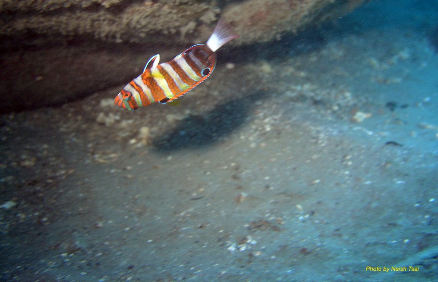 Choerodon Fasciatus 5