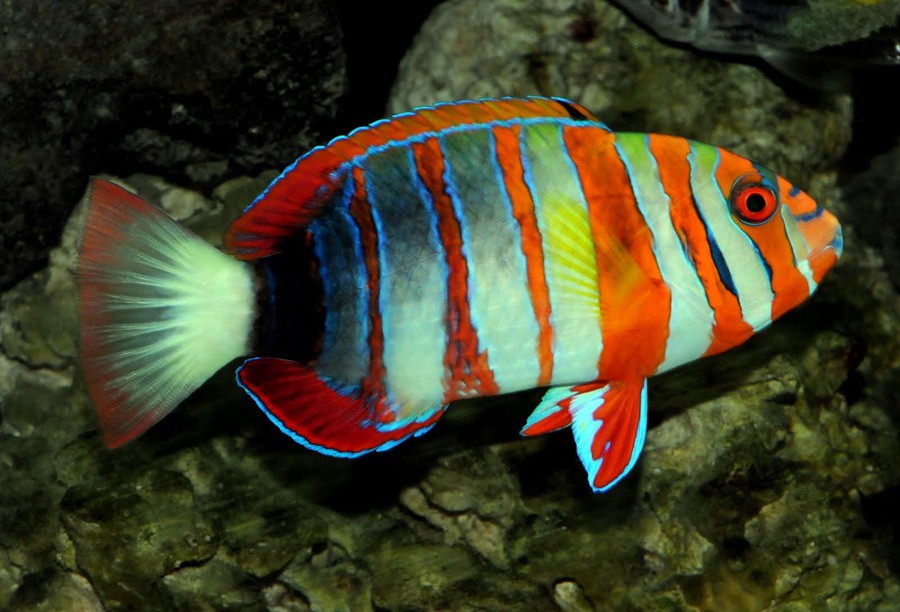 Choerodon Fasciatus 6
