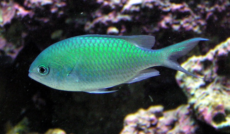 Chromis Viridis 2
