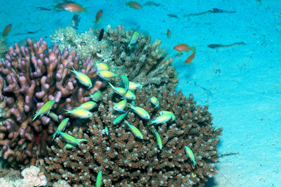 Chromis Viridis 3
