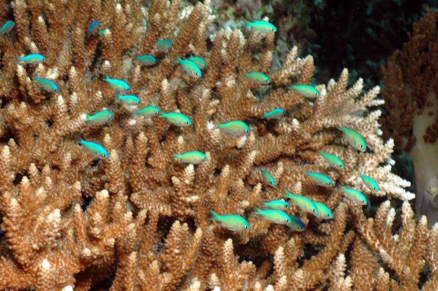 Chromis Viridis 4