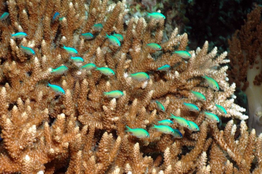 Chromis Viridis 4