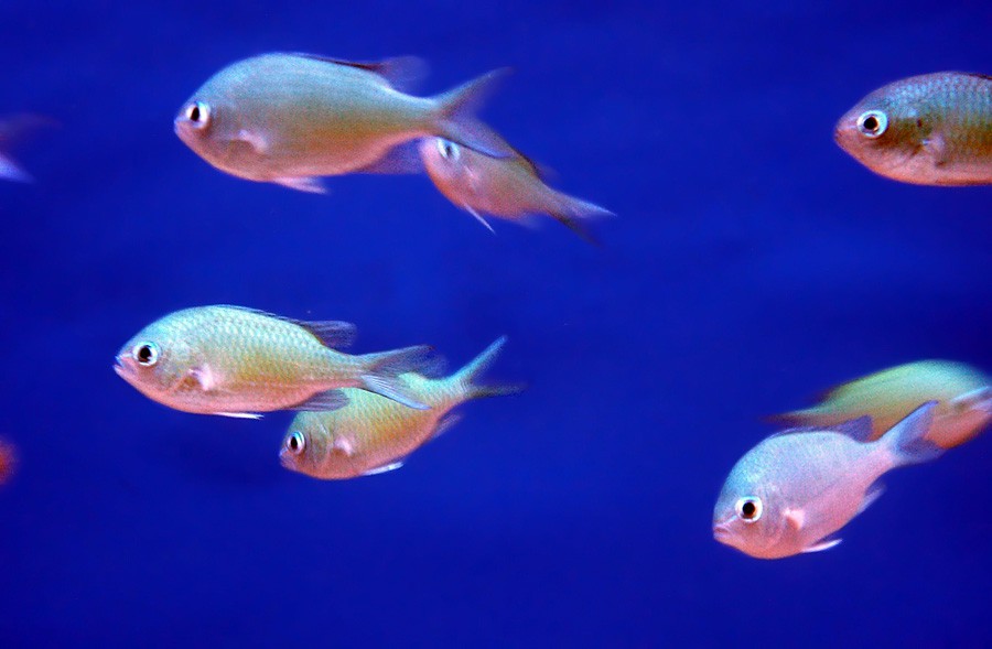 Chromis Viridis 5