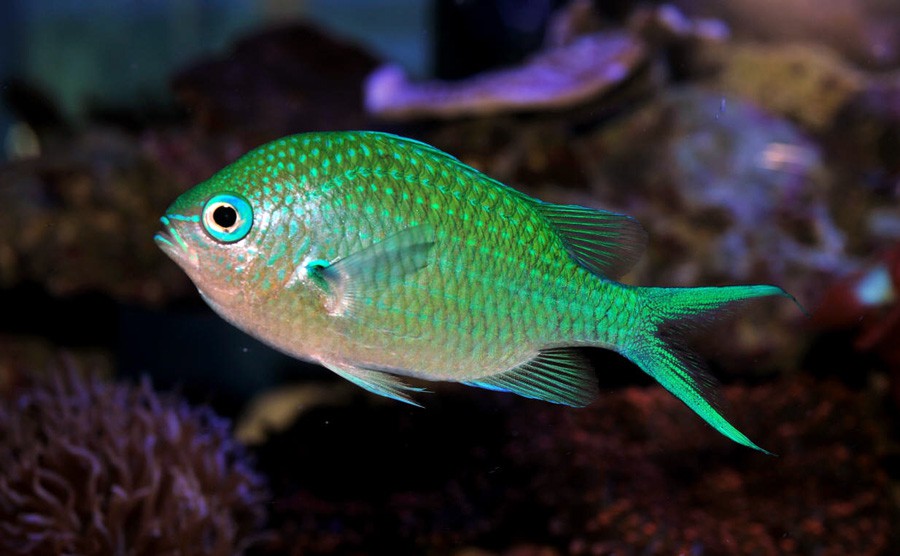 Chromis Viridis 6
