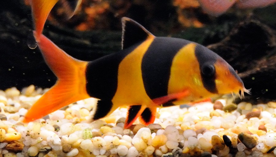 Chromobotia Macracanthus 2