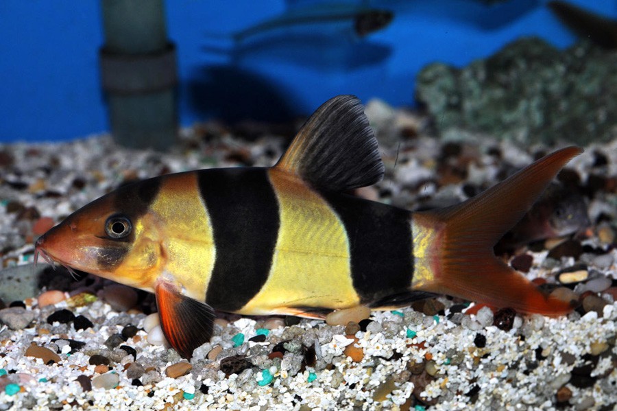 Chromobotia Macracanthus 3